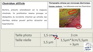 Calculer la taille des microorganismes [upl. by Omlesna]