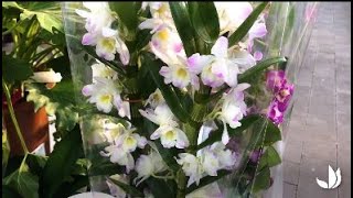 Comment cultiver lorchidée dendrobium   Truffaut [upl. by Anhoj]