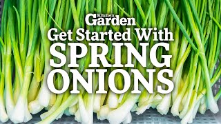 How to Get Started Growing Spring Onions  Sowing Spring Onions [upl. by Bronson]