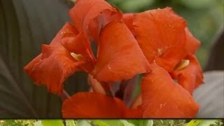 Storing Cannas and Bulb Flowers in Winter [upl. by Arret]