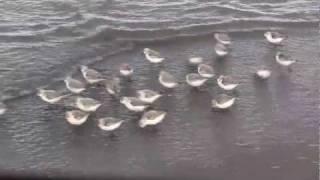 SANDERLINGS  Sandpipers in Motion  Piper  New Brunswick Canada Shore Birds [upl. by Gnod]