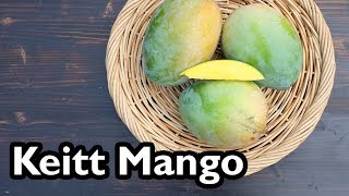 Truly Tropical Mango Varieties Keitt [upl. by Eidde909]