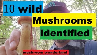 10 Wild Mushrooms in the PNW Identified [upl. by Enelear]