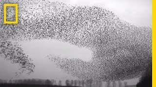 Flight of the Starlings Watch This Eerie but Beautiful Phenomenon  Short Film Showcase [upl. by Eiramadnil]