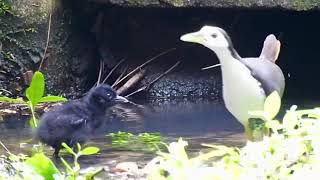 WhiteBreasted Waterhen and chick [upl. by Kcin]