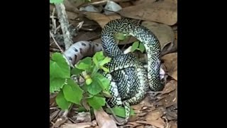 King snake vs copperhead Epic battle between snakes caught on video in Alabama [upl. by Einavoj]