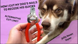 How I cut my dogs nails to recede the quick [upl. by Chema]