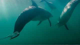 Dolphins Fight Off Shark  BBC Earth [upl. by Vitalis]