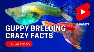 Crazy Guppy Fish Breeding Facts shorts [upl. by Elke24]