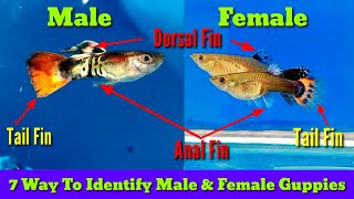 How To Identify Male And Female Guppies [upl. by Mcmahon]