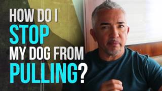 How to Stop Your Dog From Pulling [upl. by Kozloski]