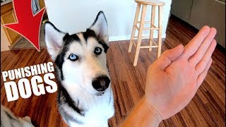 How To Punish Your Husky Or Any Dog [upl. by Everett]