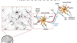 Neural Networks 3 axons dendrites synapses [upl. by Sylvester74]