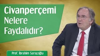 Civanperçemi Nelere Faydalıdır  Prof İbrahim Saraçoğlu [upl. by Glaab]