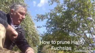 How to prune Hardy Fuchsias [upl. by Lotsirb64]