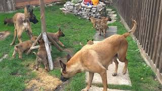 The cutest Belgian Malinois puppies playing [upl. by Elbon]