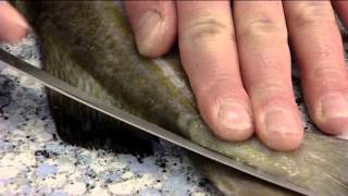 How to Fillet an Atlantic Cod  406 [upl. by Bounds]