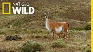 Frolicking Baby Guanacos  Extreme Survivors [upl. by Hanoj]