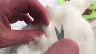 How To Remove Mats From Cat Fur [upl. by Yessej]