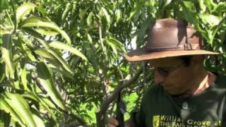 Pruning Vigorous Mango Trees [upl. by Migeon]