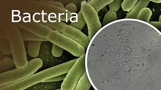 Bacteria Under a Microscope 1000x  2500x [upl. by Hselin188]