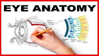 Eye Anatomy and Function  Made Easy [upl. by Fiorenza840]