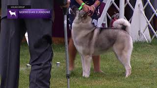 Norwegian Elkhounds  Breed Results 2021 [upl. by Krishnah]