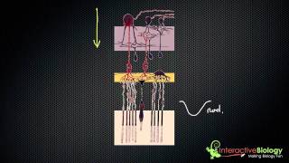 032 Visual Processing in the Retina [upl. by Nostrebor262]