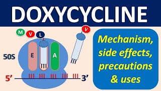 Doxycycline  Mechanism precautions side effects amp uses [upl. by Amethyst]