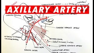 Anatomy  Axillary artery branches [upl. by Squier]