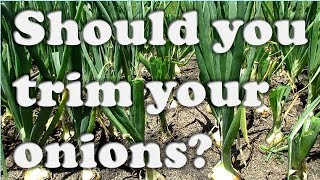 Trimming Onions for Bigger Bulbs A Myth [upl. by Nwahsav]