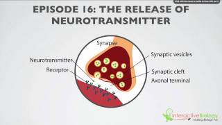 016 The Release of Neurotransmitter [upl. by Adehsar]