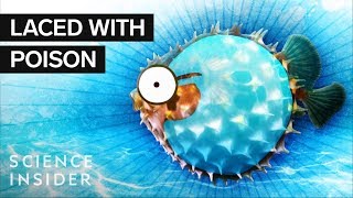 What’s Inside A Puffer Fish [upl. by Trojan]