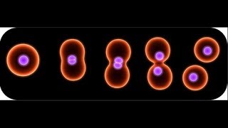 Binary fission in bacteria [upl. by Amerigo]