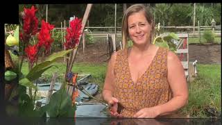 Tips for Canna Lily Winterizing Dividing and Sharing [upl. by Notsuj427]