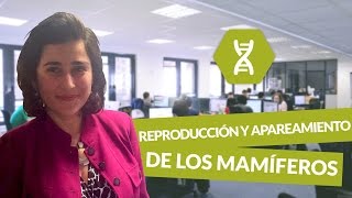 Reproducción y apareamiento de los mamíferos  Biología  digiSchool [upl. by Meras]