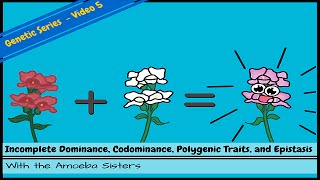 Incomplete Dominance Codominance Polygenic Traits and Epistasis [upl. by Anairol]