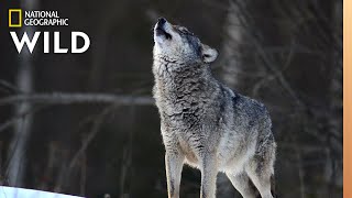 Wolves 101  Nat Geo Wild [upl. by Gader]