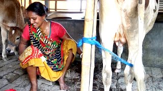 Dont Miss It। Dangerous Cow Milking। Beautiful Woman Milking A cow By Hand। Channel 96। Episode75 [upl. by Schroer]