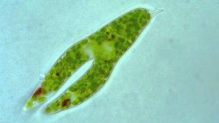 Euglena  Longitudinal binary fission [upl. by Akemed]