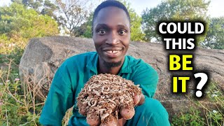 Growing MAGGOTS as CHEAP CHICKEN FEED  Black soldier fly Larvae [upl. by Aniez]