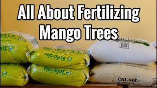 All About Fertilizing Mango Trees [upl. by Amieva632]