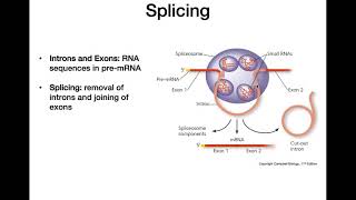 RNA Processing [upl. by Narton]