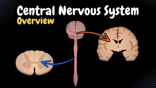 Overview of the CNS Pars Neurons Neuroglia White amp Grey Matter Development  Anatomy [upl. by Nirrej]