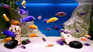 Malawi cichlids aquarium [upl. by Ecilahs]