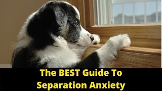 Dog Training How To Cure Separation Anxiety In Dogs And Puppies [upl. by Betsy]