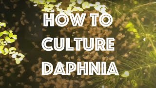 How To Culture Daphnia Magna [upl. by Initirb]