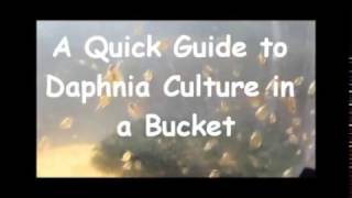 How to culture daphnia outside [upl. by Yetsirhc]