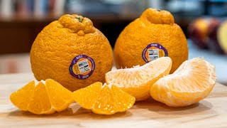 SUMO Citrus TASTE TEST [upl. by Sacttler]