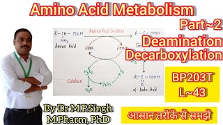 Deamination amp Decarboxylation  Amino Acid Metabolism  Biochemistry  BP203T  L43 [upl. by Amehsat]